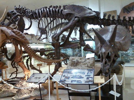 The Museum @ Black Hills Institute